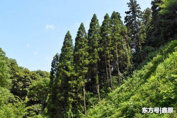花粉过敏患者喜讯！日本鸟取县历经7年，成功种出优质无花粉柳杉