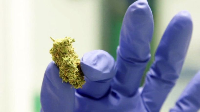 Faster access to cannabis medicines in UK