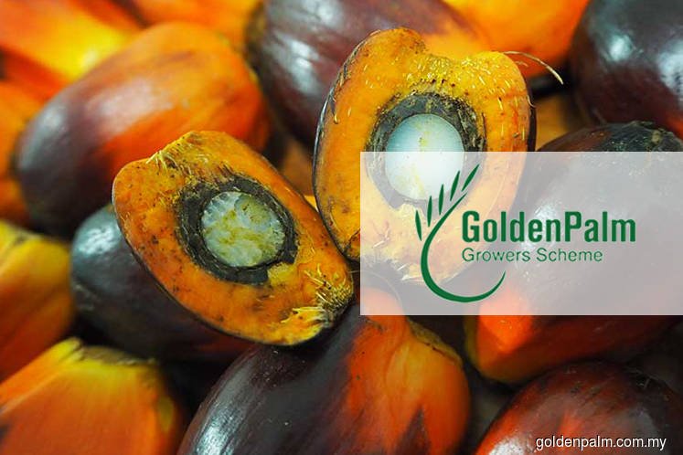 High Court orders Golden Palm Growers' investment scheme to be wound up