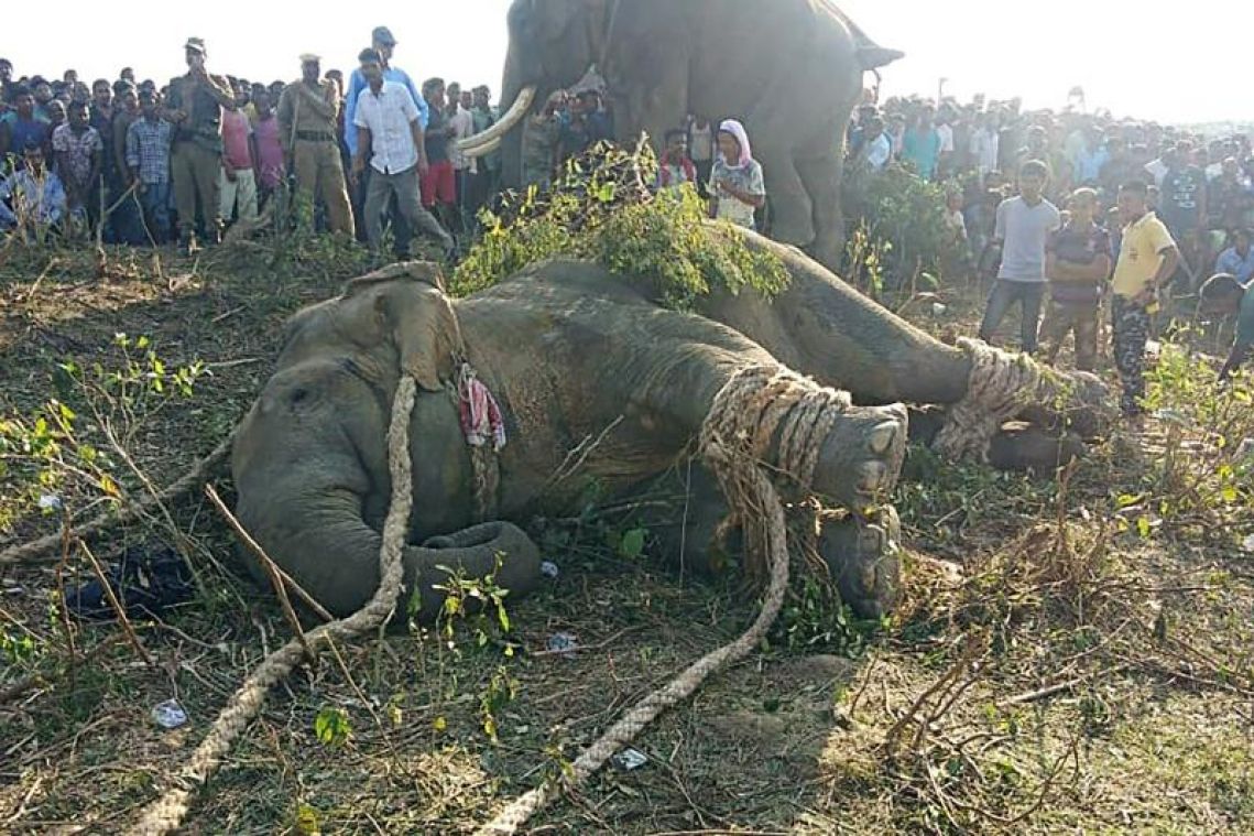 Rogue elephant named after Osama bin Laden caught in India after killing 5 people