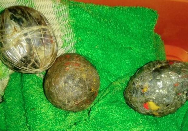 Poachers use bombs to catch wild boars