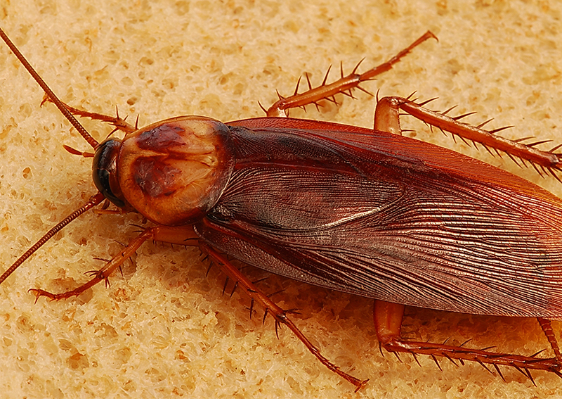 Chinese man complains of earache, finds a family of cockroaches living inside his ear