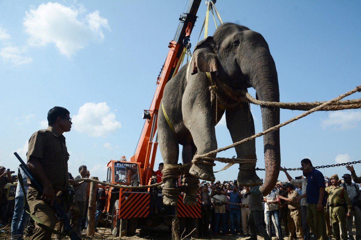 Killer elephant named after Osama bin Laden gets a job patrolling parks, renamed ‘Krishna’