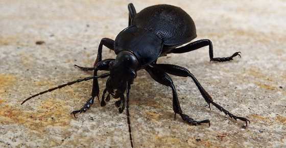 Black Beetles Identification (With Pictures)