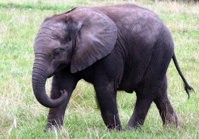 Another elephant found dead in Sabah