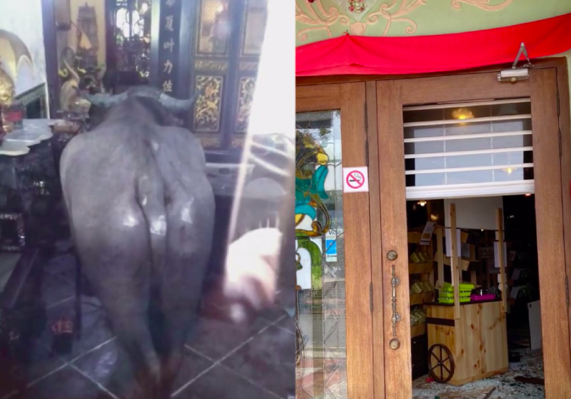 Runaway 700kg buffalo killed after it trespasses into Melaka hotel