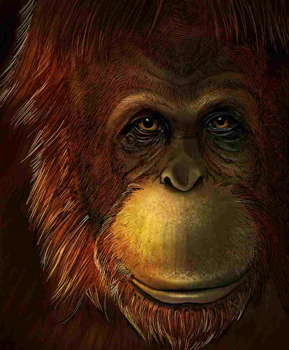 China's huge mysterious extinct ape 'Giganto' was an orangutan cousin