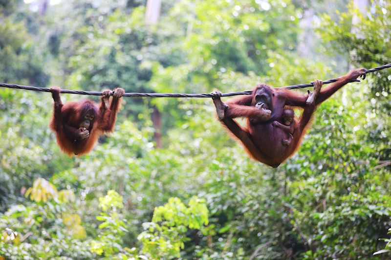 WWF Malaysia: Sabah still global leader in conservation despite recent elephant killings