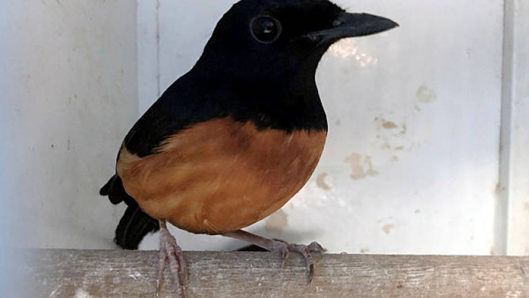 Maritime authorities detains boat containing protected birds