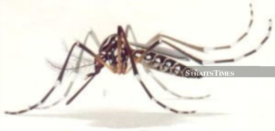 Sabah dengue cases soar by 61pct