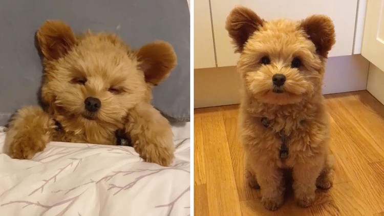 tiny dog that looks like a teddy bear