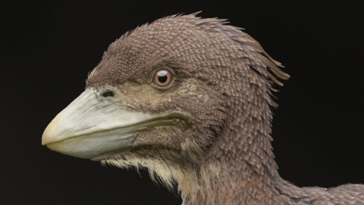 Stunning Fossil Discovery Uncovers the Second-Most Primitive Flying Bird