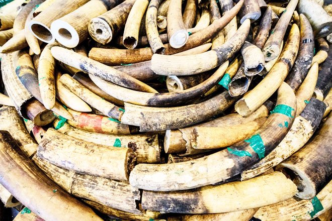 Two locals, one foreigner charged with possession of Borneo elephant tusks