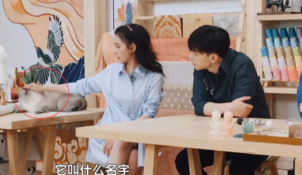宋祖儿坐邓伦旁边撸猫，谁注意她的坐姿？怕是忘了自己穿的裙子