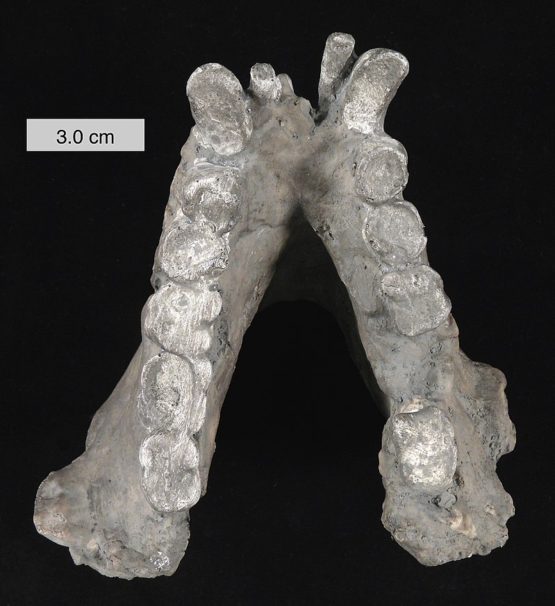 Mysterious extinct ape 'Giganto' could be cousin to present day orangutan, say scientists