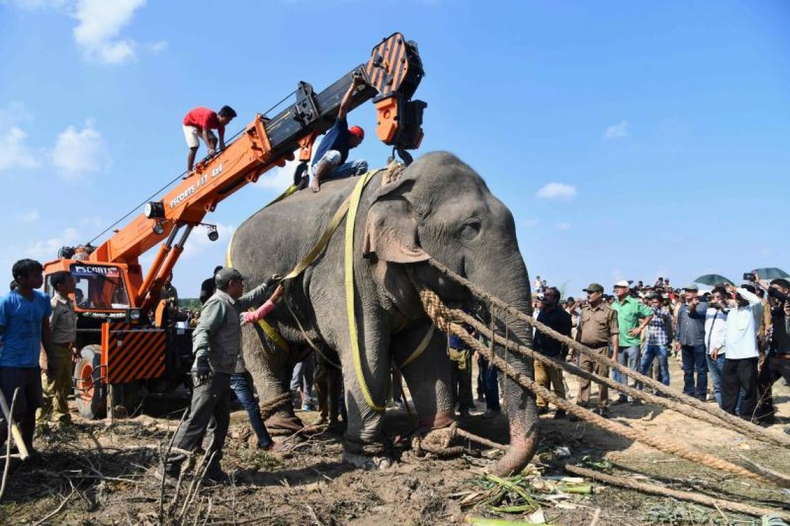 Rogue elephant dies in captivity after killing villagers