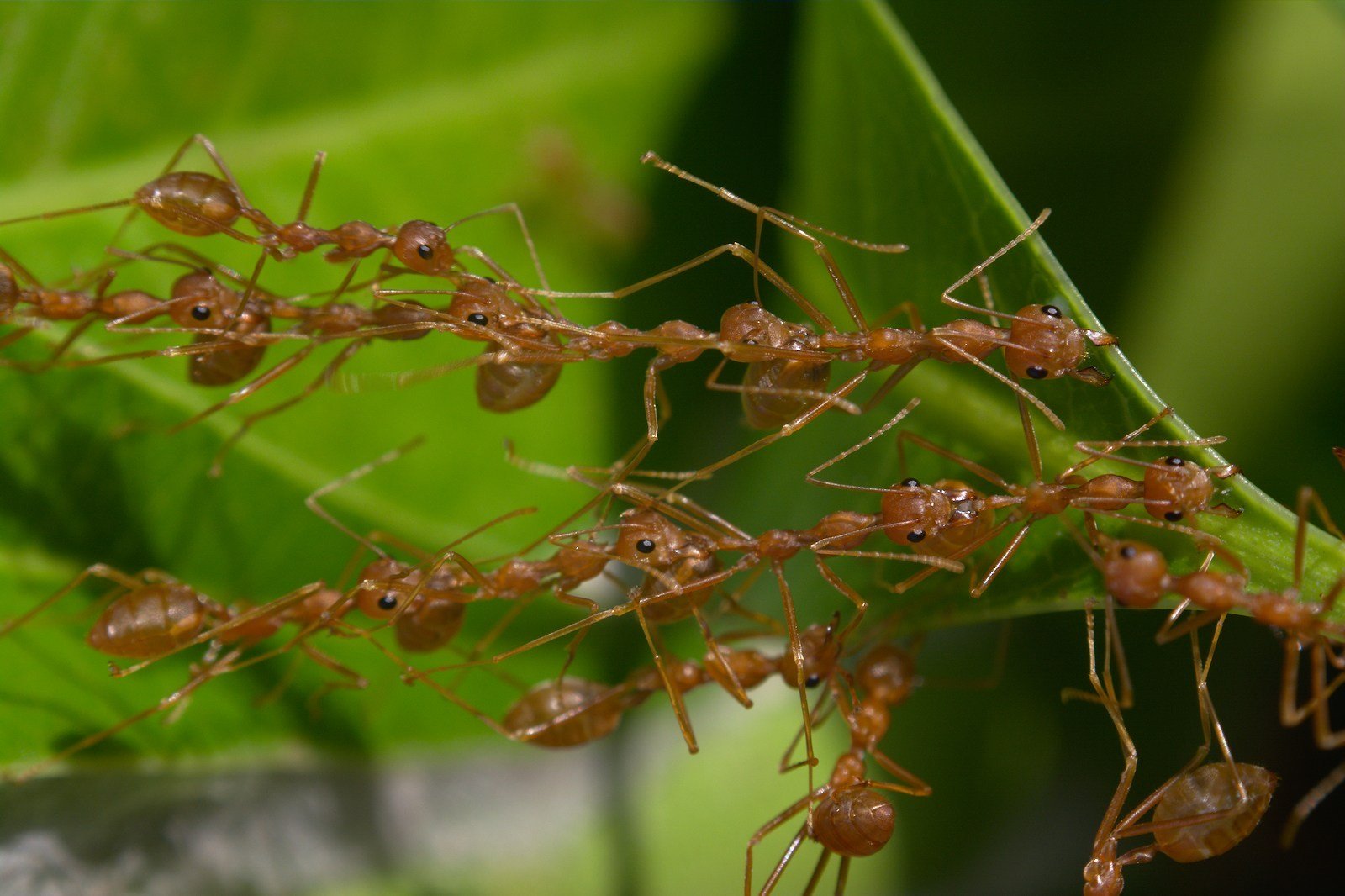 Singapore ants exhibition lets you see the queen & its colonies up close till 31 Dec