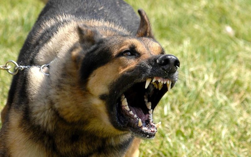 Girl badly bitten by dog while on way from school in Sabah