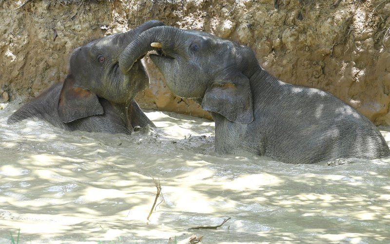 Plan to save the elephants will proceed by hook or crook, says DCM