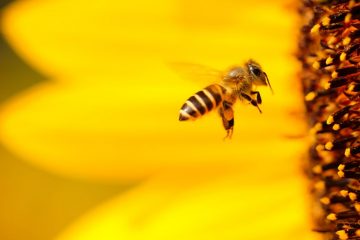 Guerlain and Unesco team up to protect bees