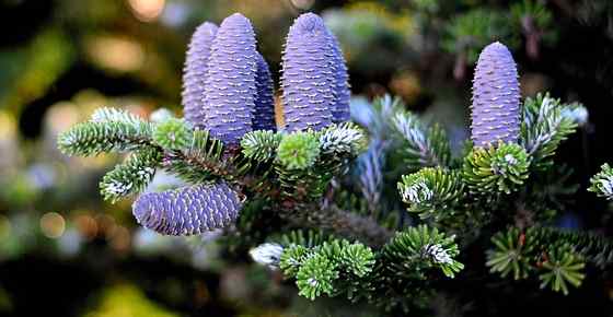 Types of Fir Trees with Identification Guide and Pictures