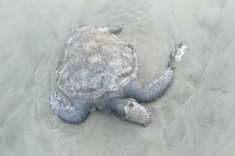 Five sea turtles found dead within two weeks near coal-fired power plant in Bengkulu