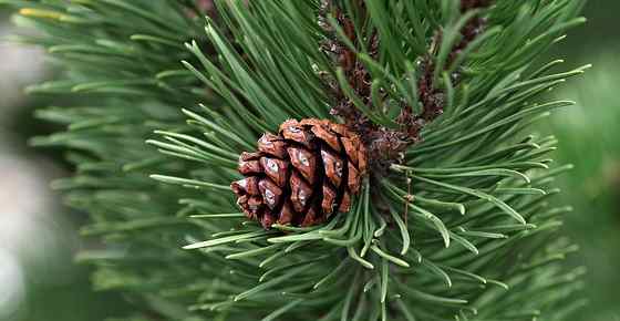 Types of Pine Trees with Identification Guide, Chart and Pictures