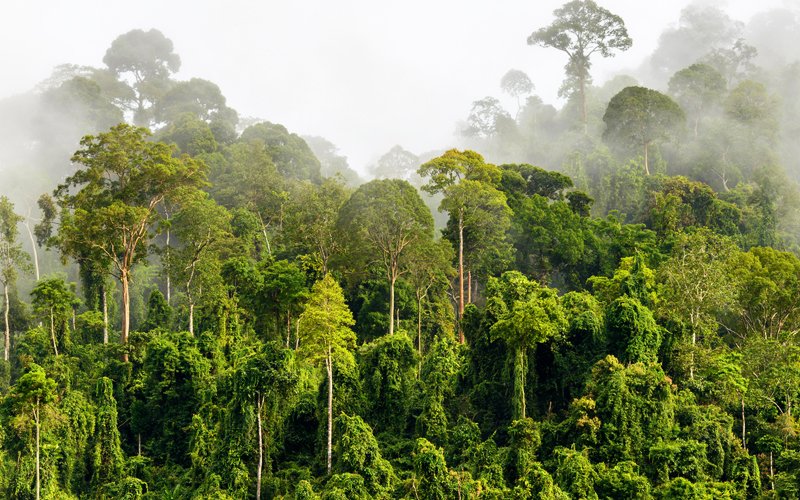 Sarawak explores carbon credit trading from its forests as new source of revenue
