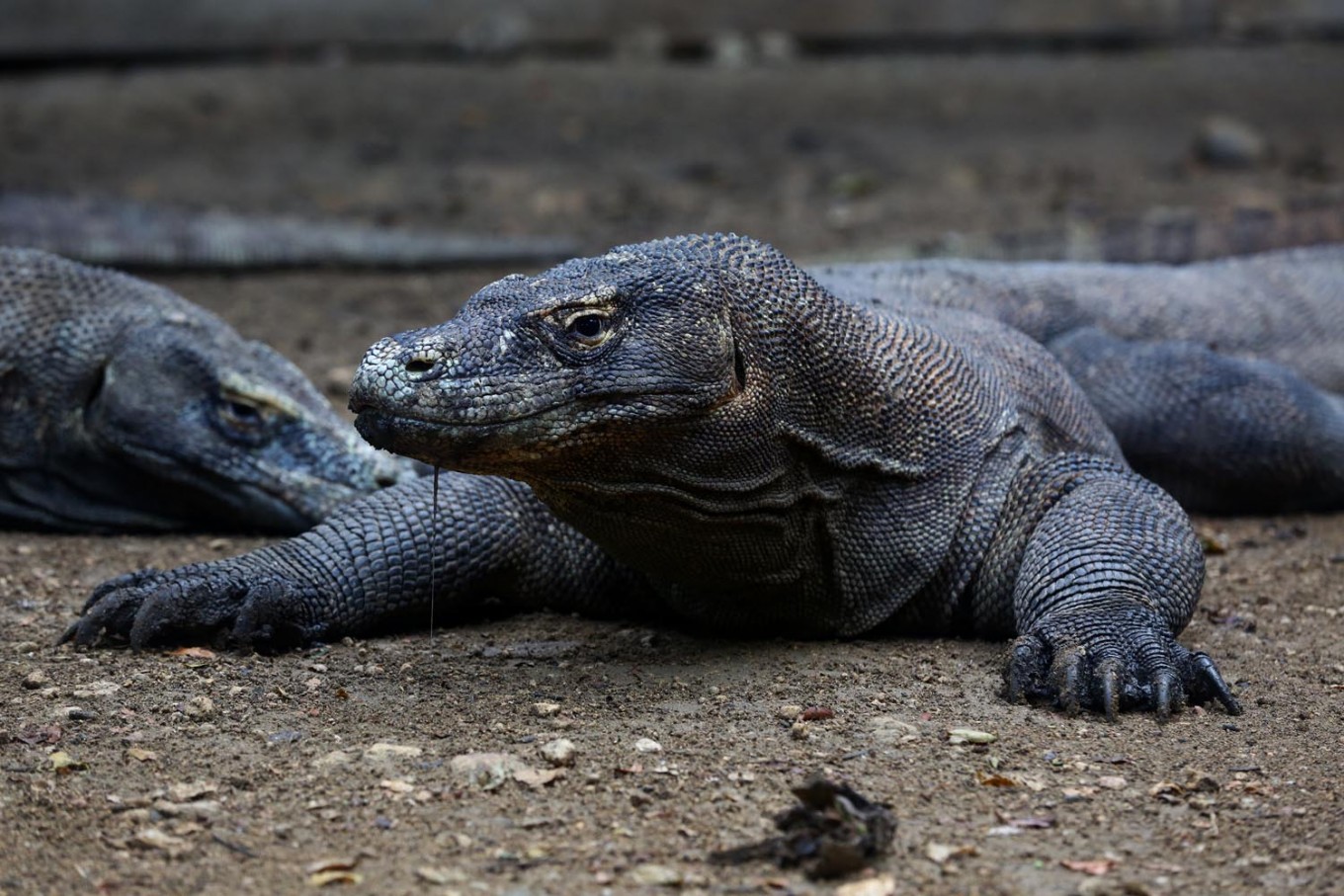 Luxury lizards: Governor proposes US$1,000 annual membership to enter Komodo National Park