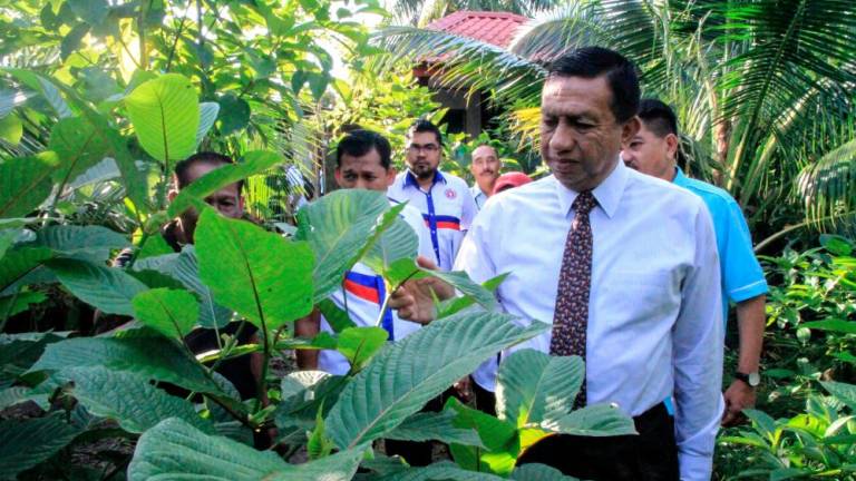 Ketum growers mostly in Kedah and Perlis: AADK
