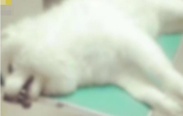 多只宠物犬公园草坪呕吐亡　狗主怀疑有人投毒