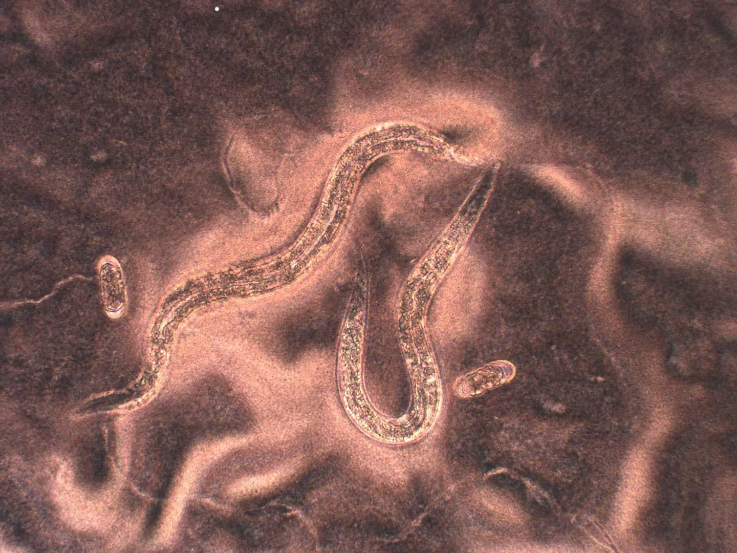 Genetic Code of ‘Devil Worm,’ Discovered One Mile Underground, Offers Clues to Survive Warming Climate
