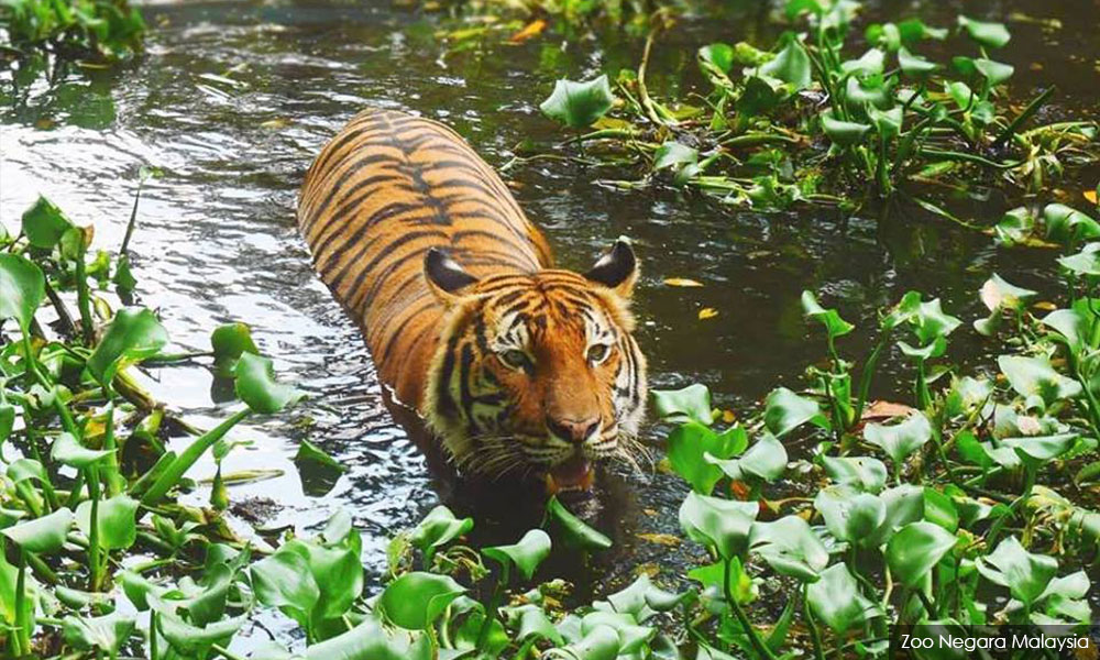 Less than 50 tigers left in Perak - Perhilitan