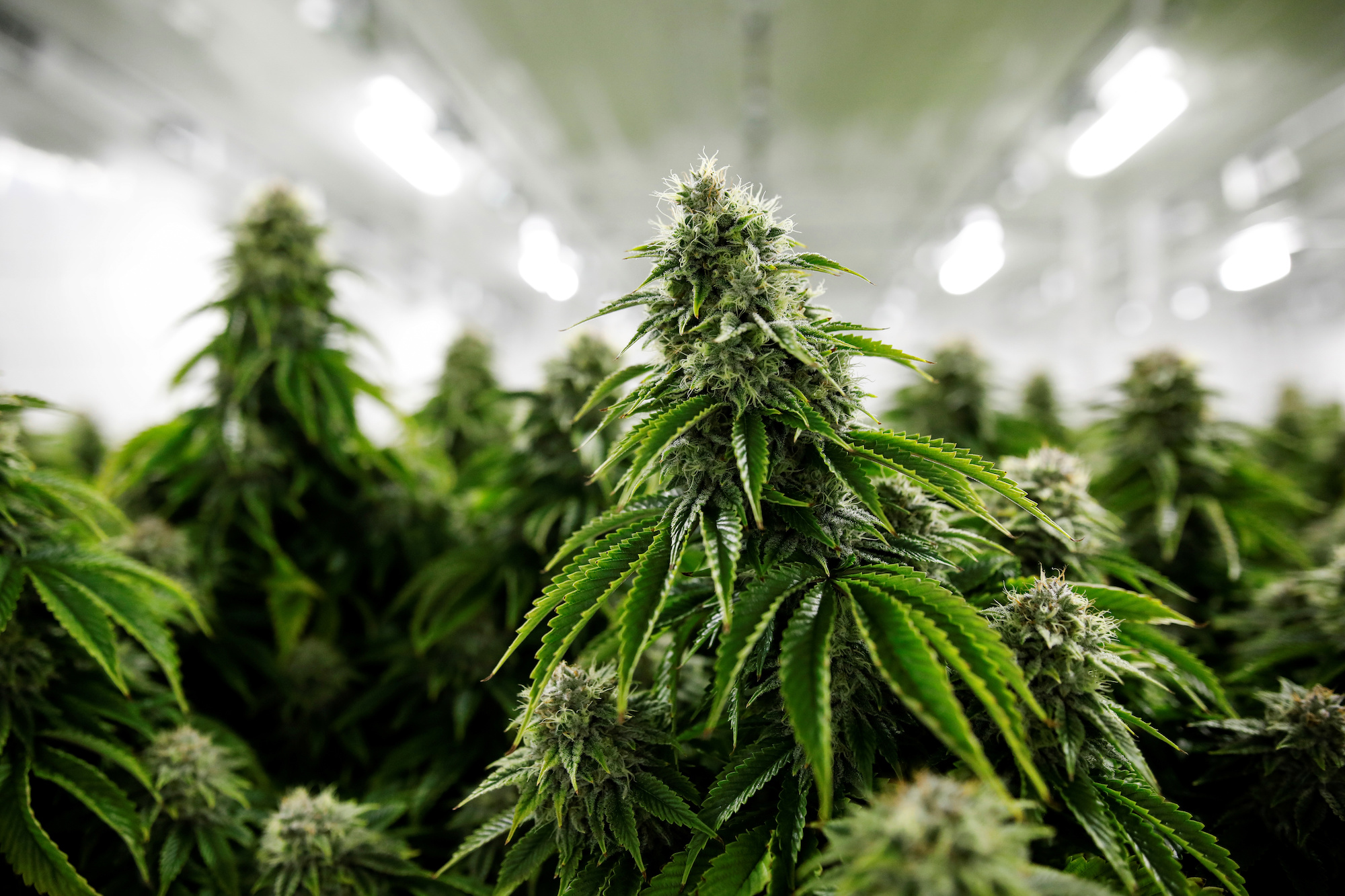 CULTIVATED: Layoffs hit Canndescent, KPMG rakes in millions from cannabis companies, and more.