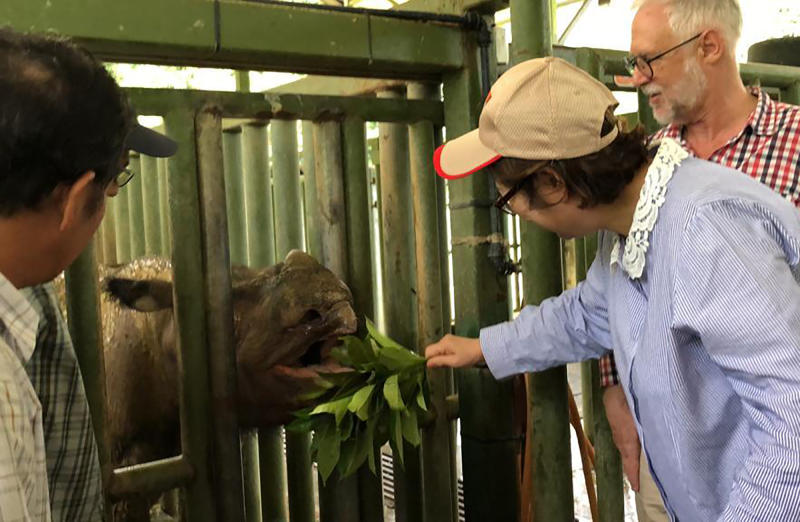 Malaysia's last Sumatran rhinoceros dies