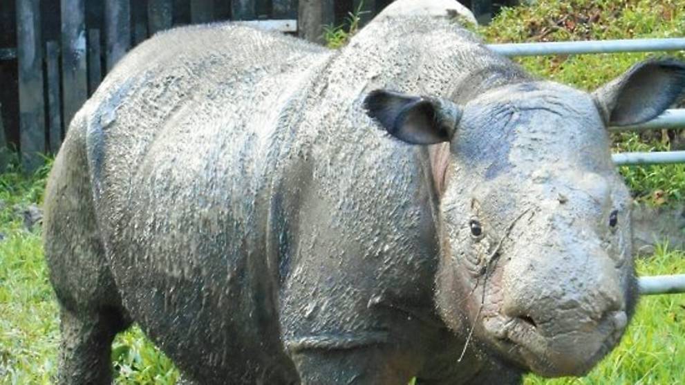 Last Sumatran rhino in Malaysia dies
