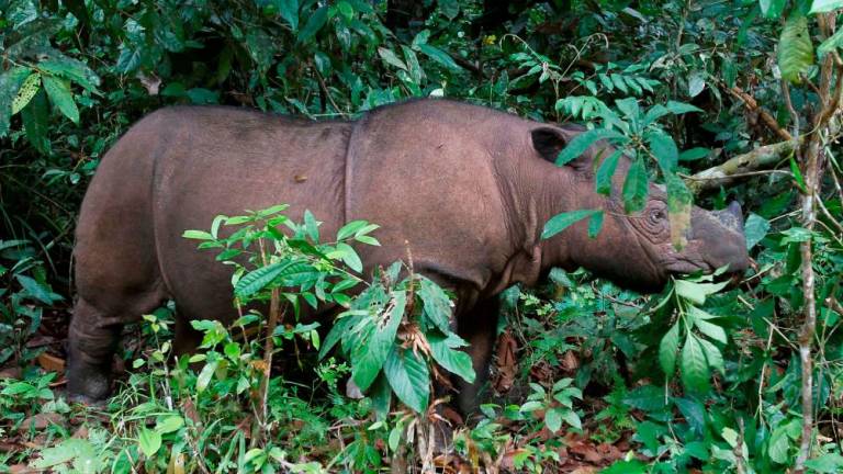 Chronology of rhino conservation in Sabah