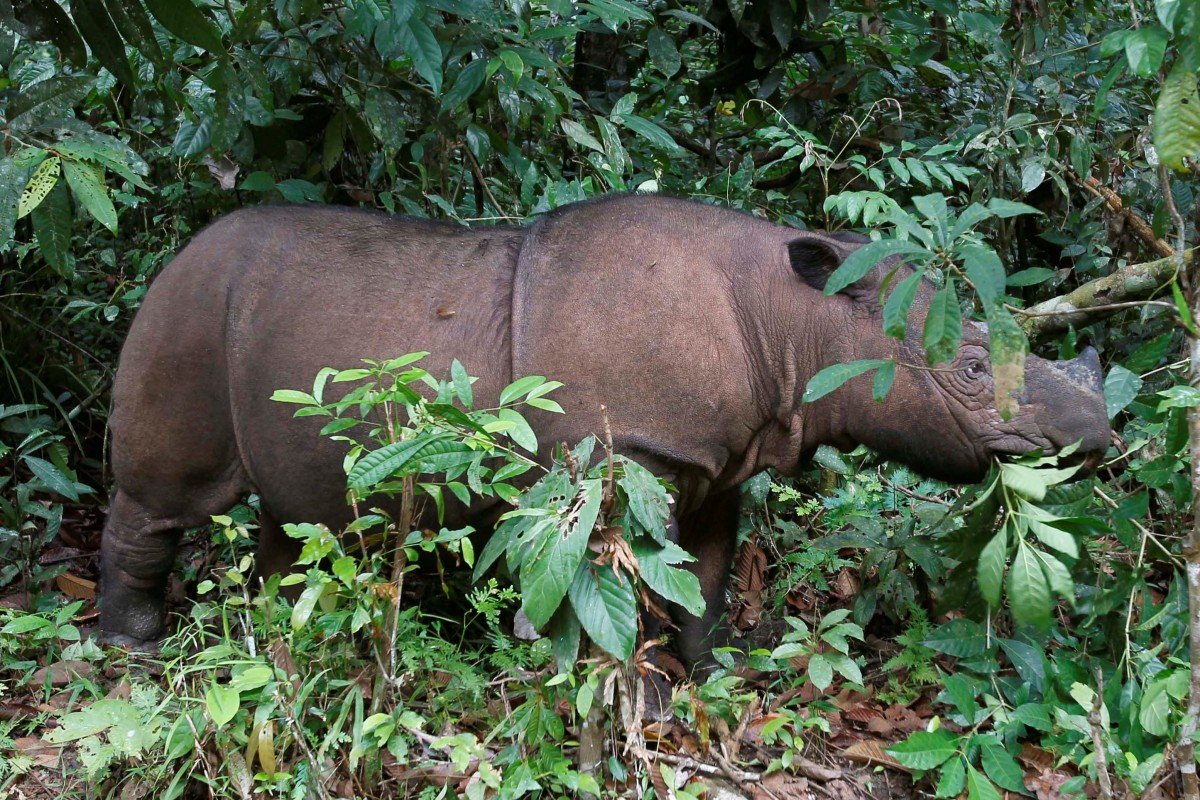 The Sumatran rhinoceros has become extinct in Malaysia