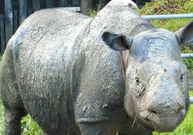 WWF: Sumatran rhino Iman's death a desperate wake-up call to all