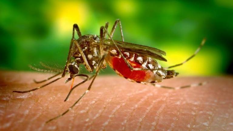 Five human malaria cases detected in Kuala Nerus
