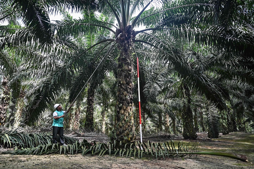 CPO prices likely to stay above RM3,100 per tonne, says MPOC