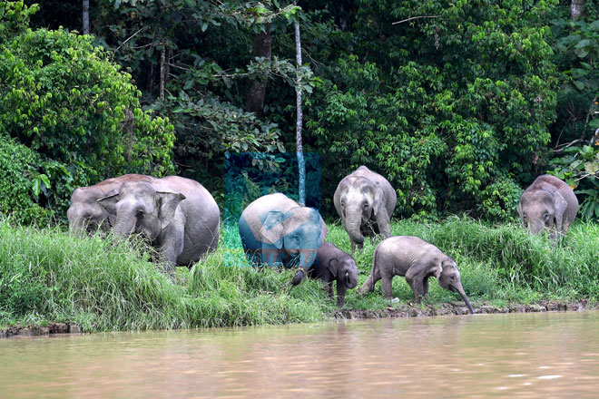 Battle to save Sabah’s pygmy elephants