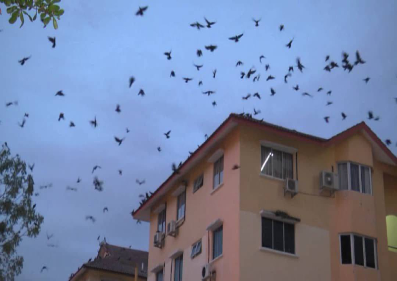 Tourists in Melaka 'bombarded' with crow droppings