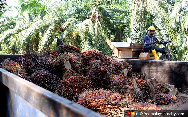 RM5.7 billion of palm oil in the crossfire in Malaysia-India spat