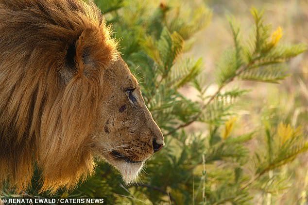 At least one of them is having a good time! Male lion roars while mating with lioness… who looks very underwhelmed | Nestia