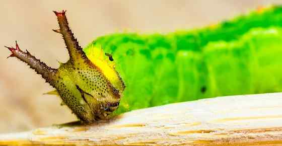 Horned Caterpillars: Tomato Hornworm, Dragon Headed Caterpillar, and More