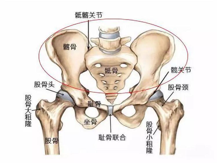 产后屁股大 漏尿 耻骨痛 腰痛 该做盆底肌修复还是骨盆修复 Nestia