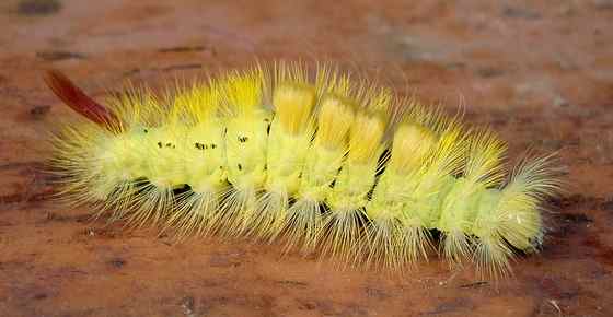 Yellow Caterpillars with Identification Guide and Pictures