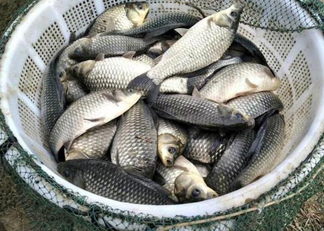 野战蓝鲫加这些东西，钓鱼效果提升60％，多钓鱼就是这么简单