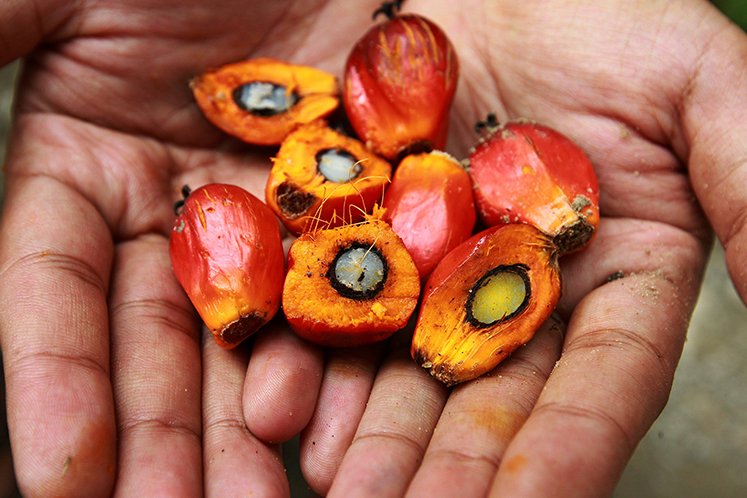 TA Securities maintains 'Neutral' on plantation sector